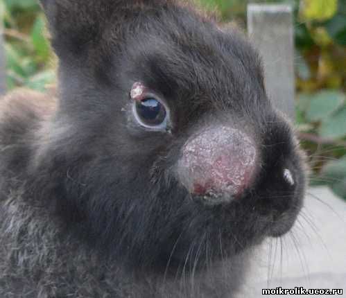 болезни кроликов
